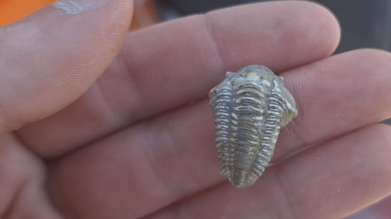 Нашёл своего первого ордовикского трилобита! Поиск ископаемых, Онтарио, поиск камней