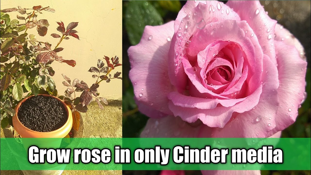 Grow rose in only Cinder media || How to grow rose in Cinder ||