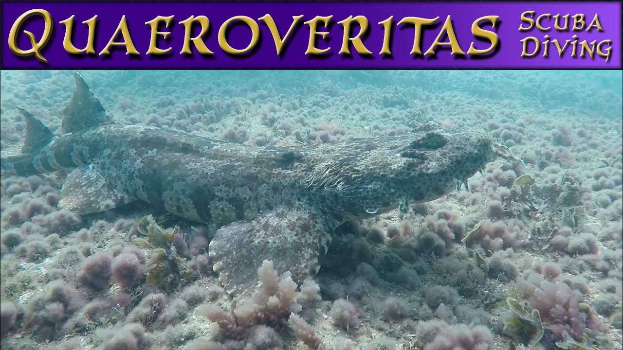 Scuba diving with Q - The Business End of a Wobbegong Shark #ScubaDive #ScubaDiving
