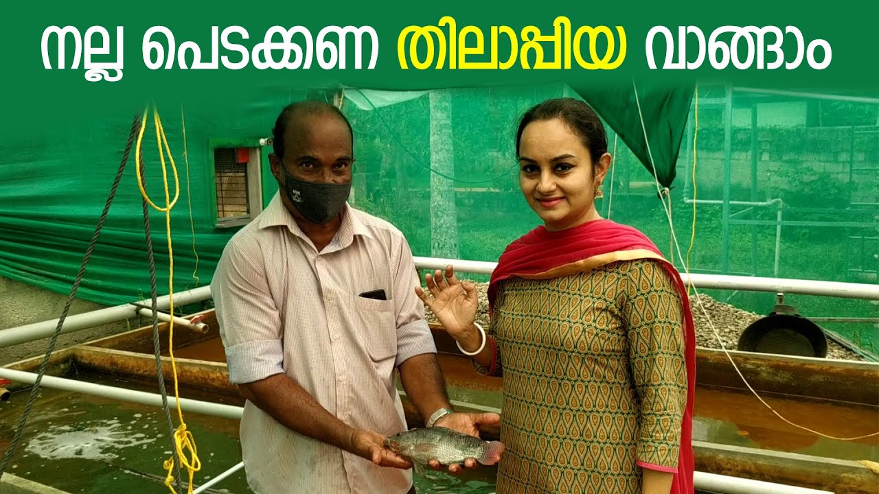 നല്ല പെടക്കണ തിലാപ്പിയ വാങ്ങാം | Sreya Farms, Anayara, Trivandrum | തിലാപ്പിയ മത്സ്യ കൃഷി