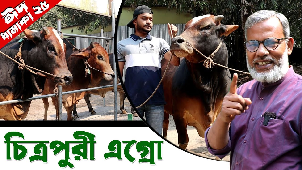 1126-ঈদ ধামাকা ২০২৫, আজ দেখুন চিত্রপুরী এগ্রোর ষাড় গরু- র.ই মানিক। R.I.Manik.Chitrapuri Krishichitra