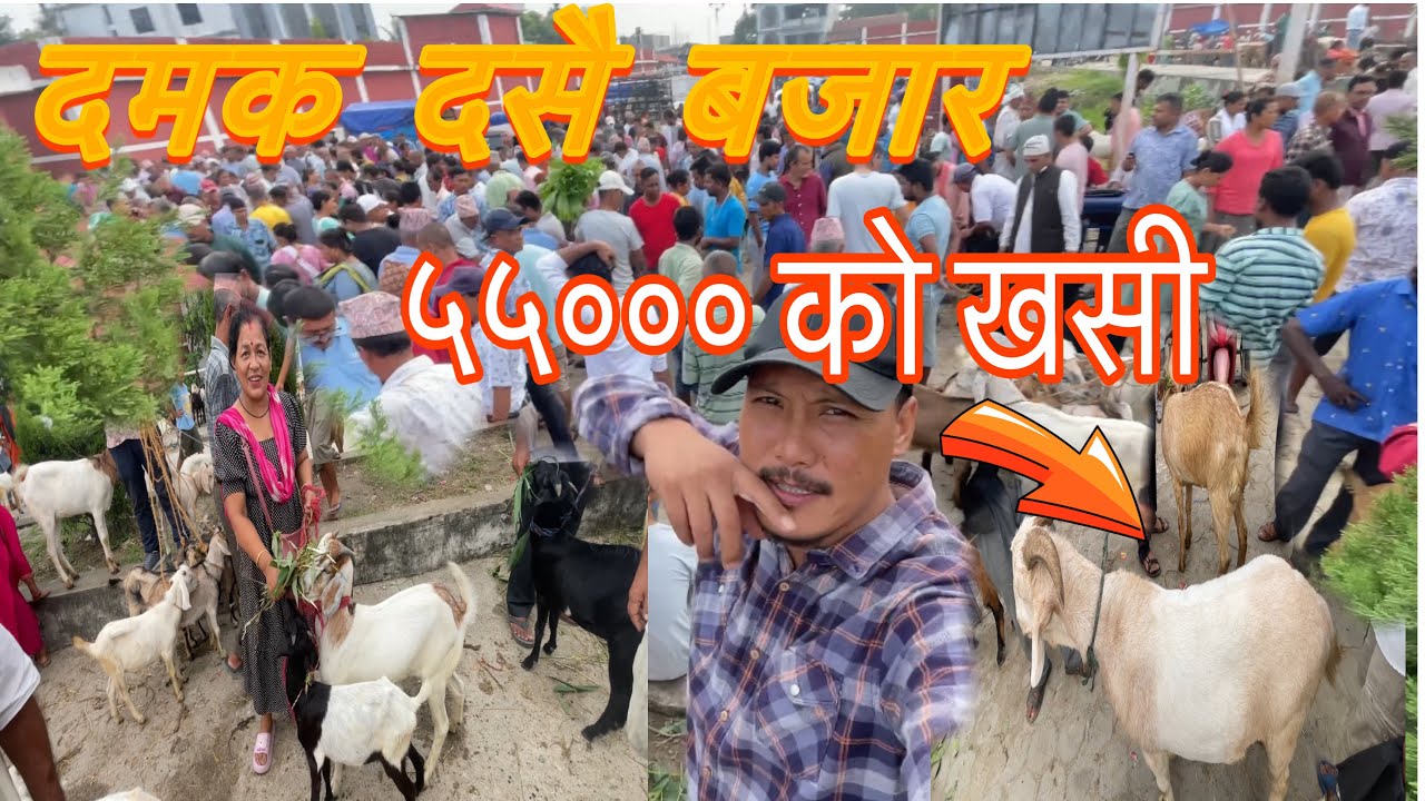 दसै फूलपातीको दमक खसी बजार २०८१ 🇳🇵। Goats Market In Nepal | Nambin db | #youtube#Damakbazar