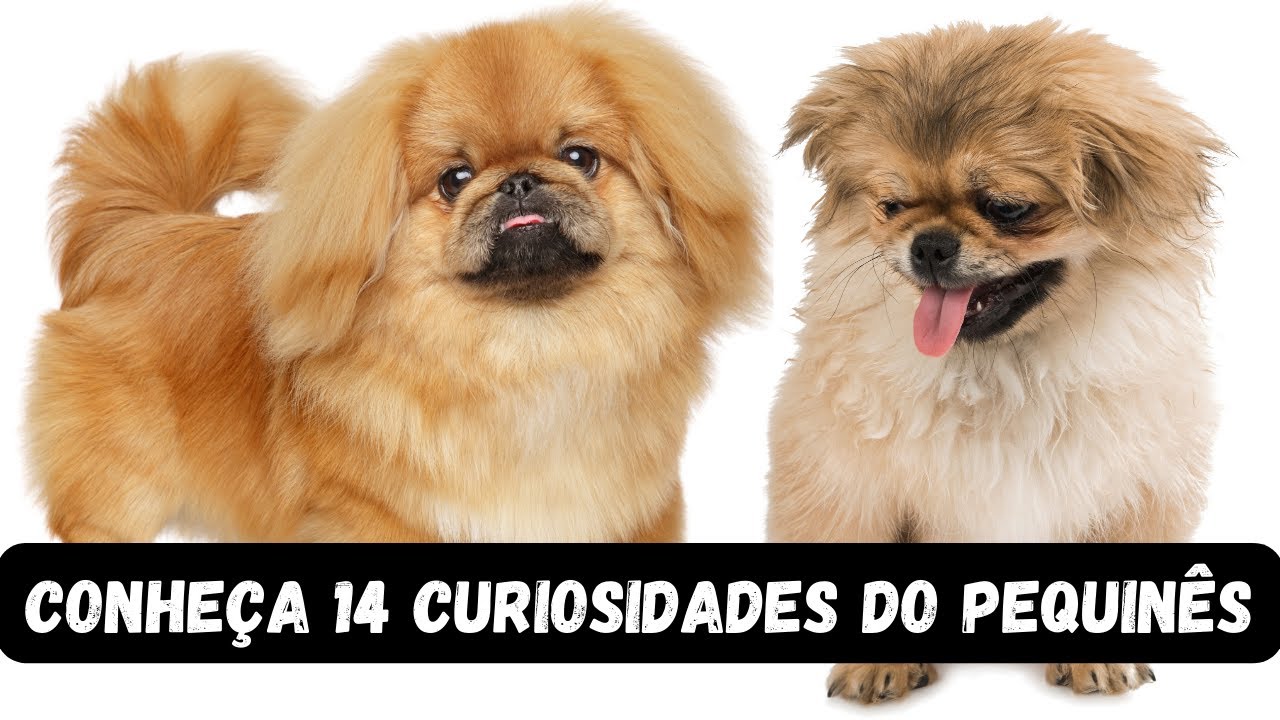 PEQUINÊS: O cachorro Ideal Para Sua Família