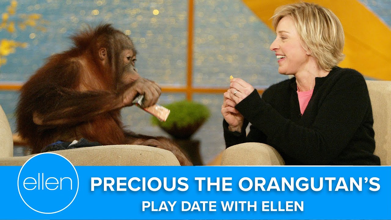 Precious the Orangutan’s Play Date with Ellen