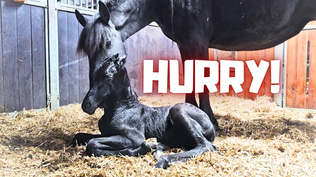 Time to Stand Up, Little Foal!! Oh No&hellip; Drinking Still Doesn&rsquo;t Work! | Friesian Horses