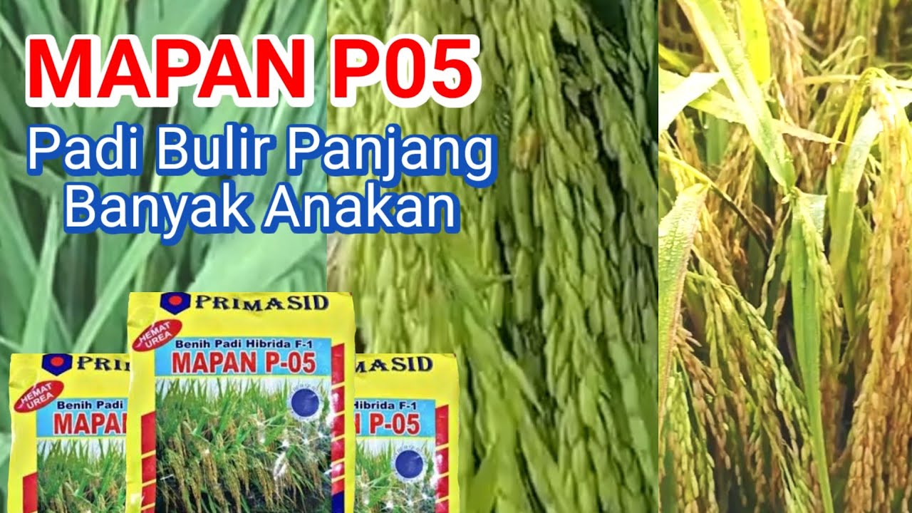 Keunggulan dan Karakteristik Padi Hibrida Mapan P-05 dengan Hasil Panen Tinggi