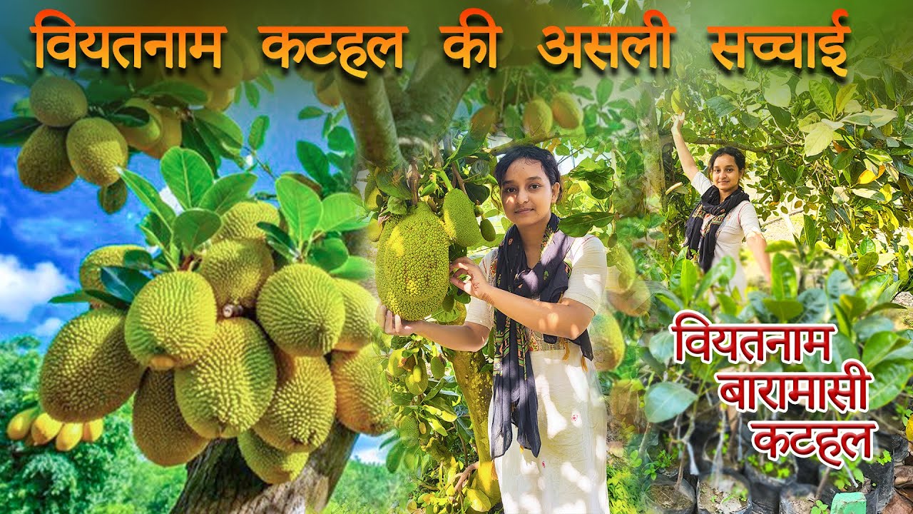 वियतनाम कटहल की असली सच्चाई | Jackfruit Farming | वियतनाम बारामासी कटहल | Kathal ki Kheti |Jackfruit