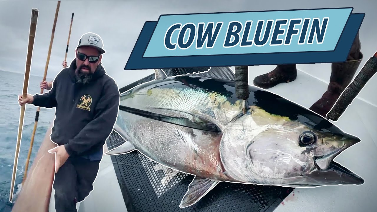 November Cow Bluefin Hunting with Outrider Sportfishing