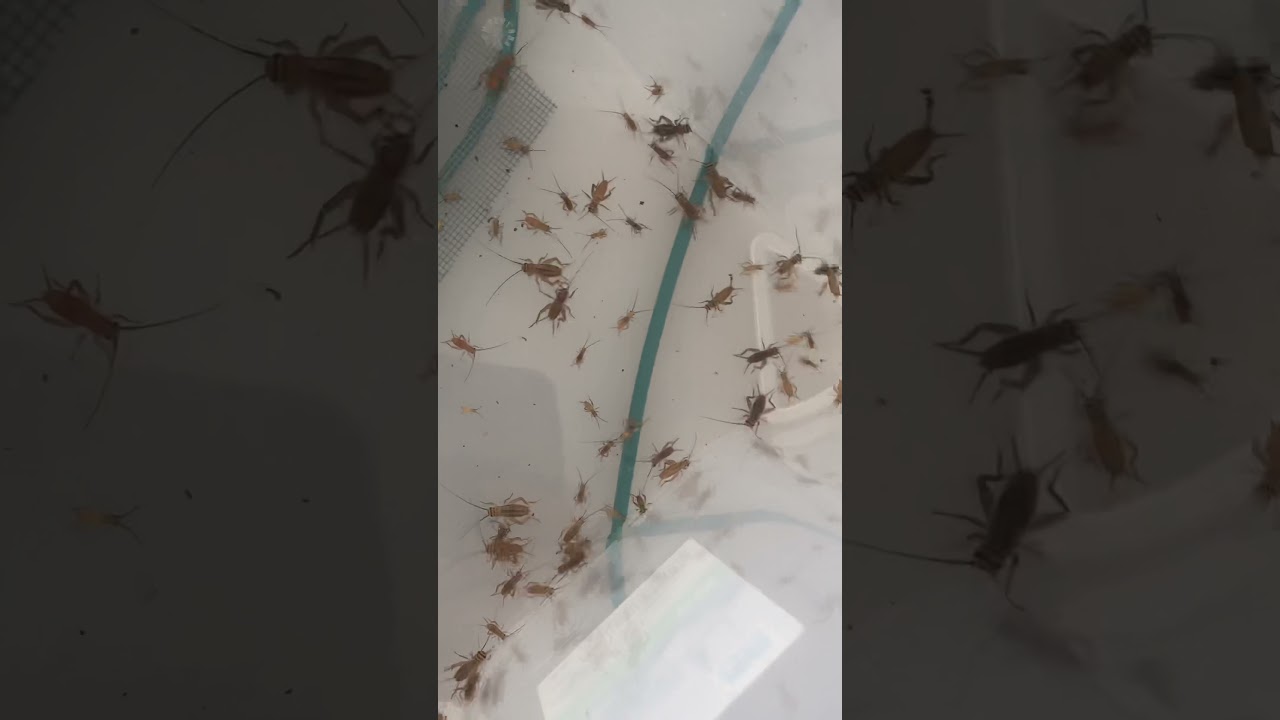 Allevamento di grilli lab: pulizia della cassa in una colonia di 4-5 settimane