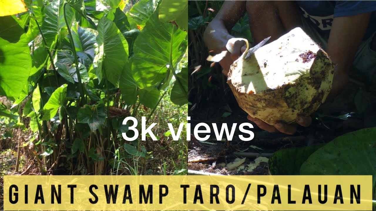VLOG #2: Harvesting Giant Swamp Taro in the Philippines | Life in the Province