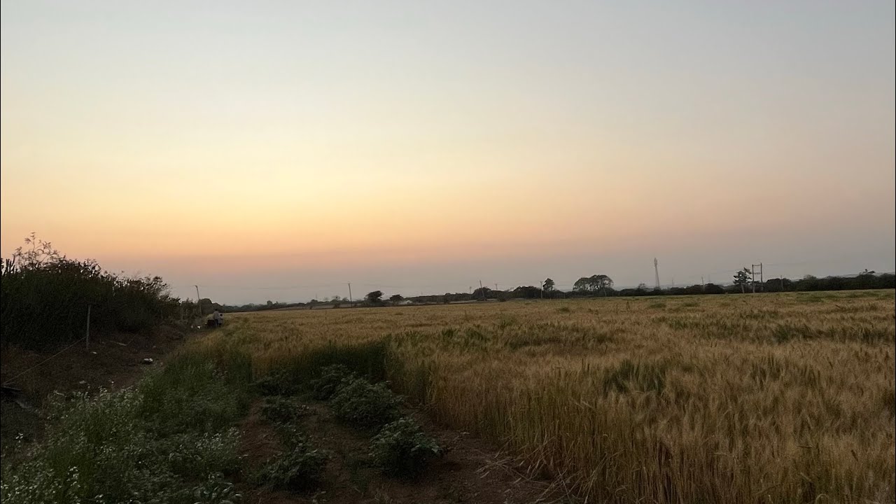 વાડી ની મોજ ❤️✅