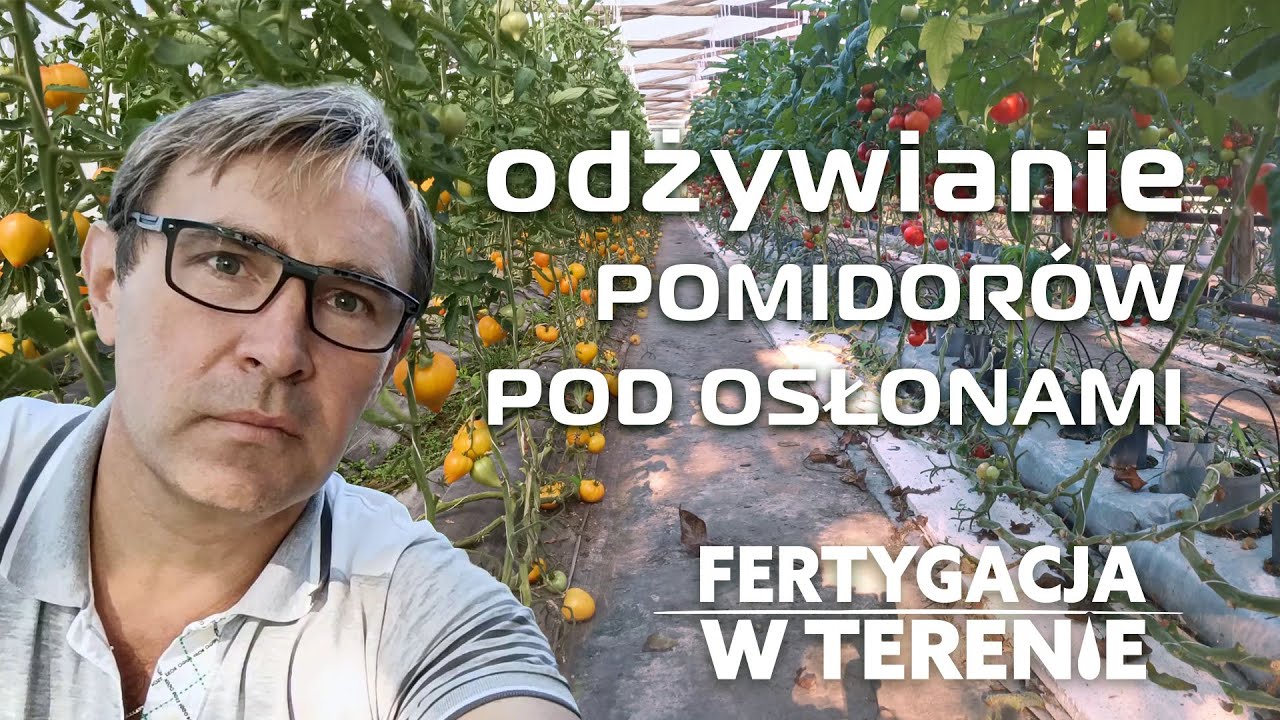 Fertygacyjne odżywianie pomidorów pod osłonami
