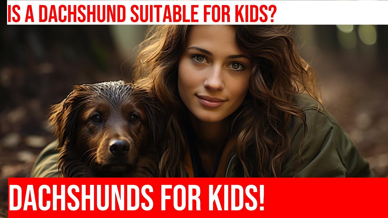 Gentle Temperament: How to Choose a Dachshund for a Family