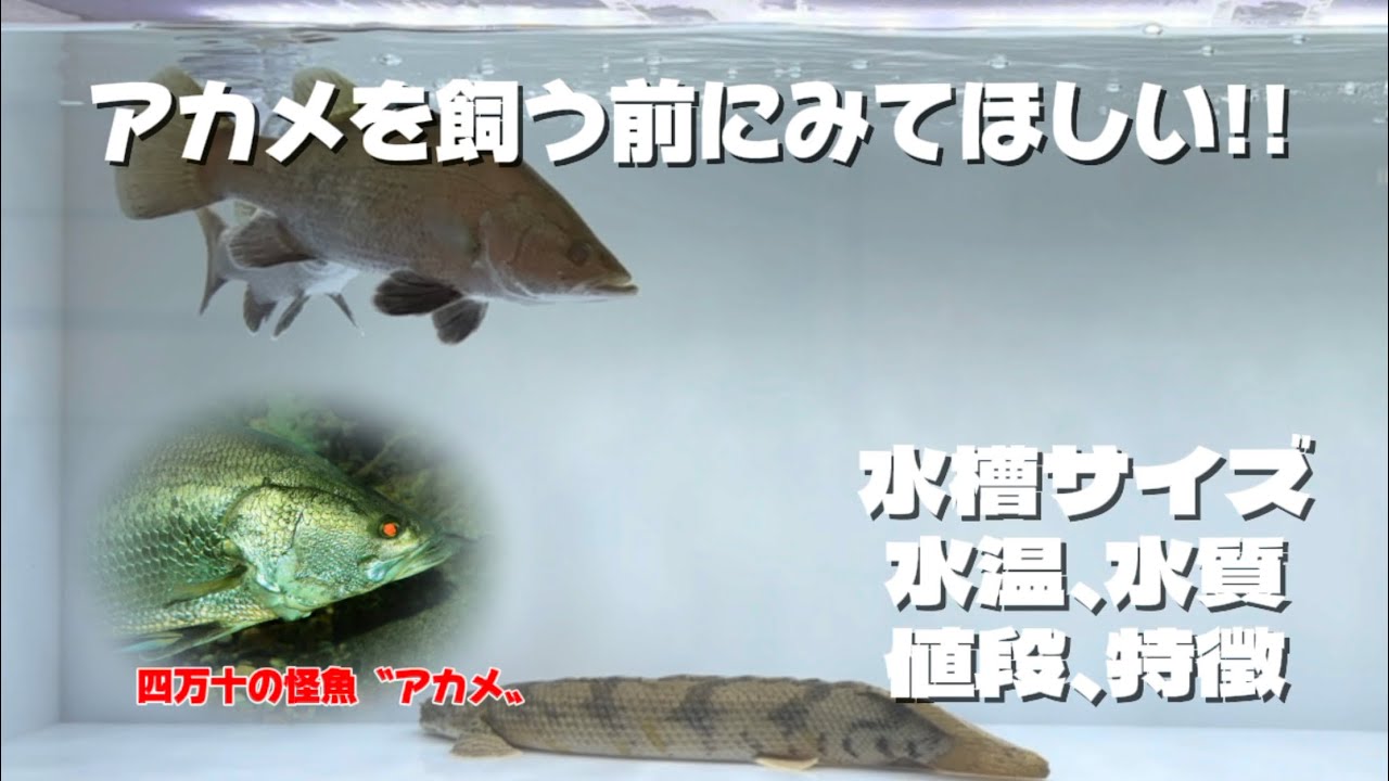 【四万十の怪魚】コレを見れば解決！！アカメの飼育について話してみました！
