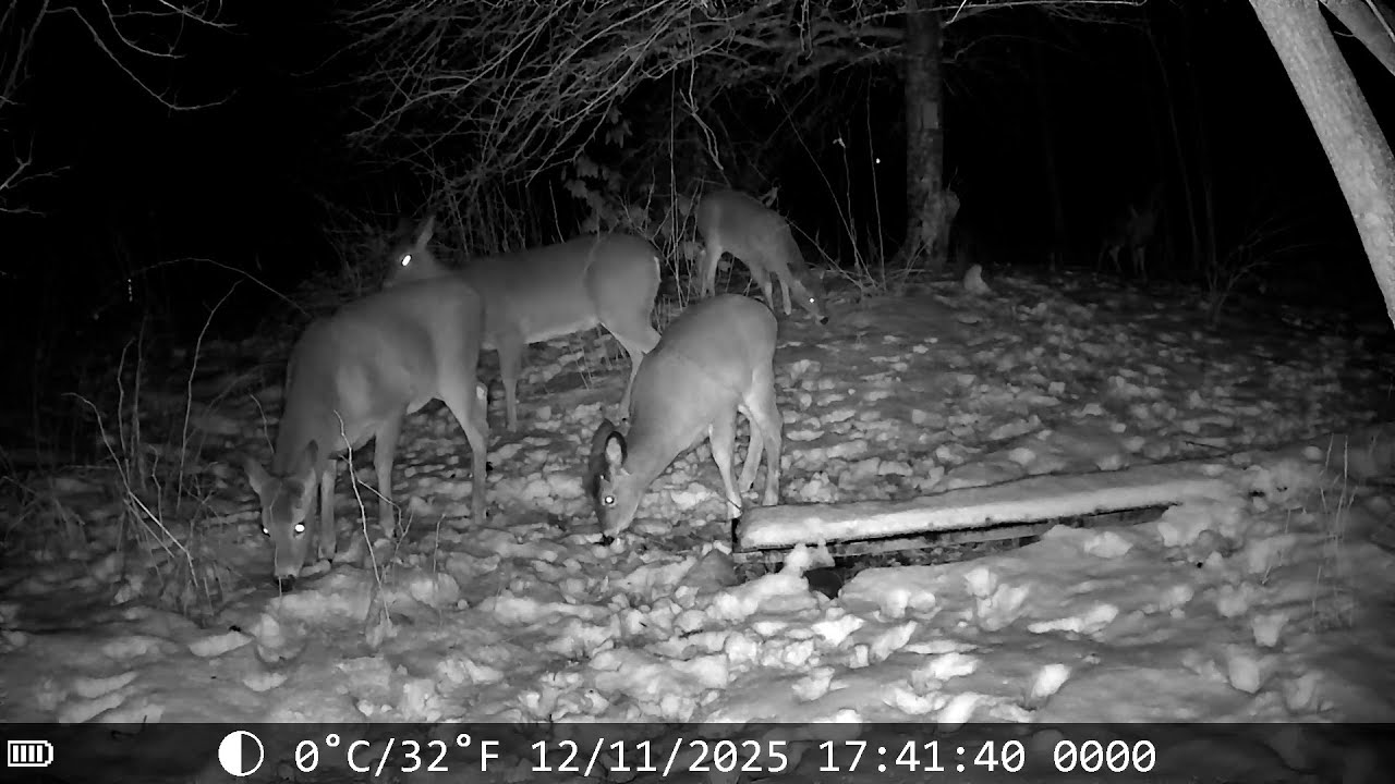 December 12, 2025  Trail Cam