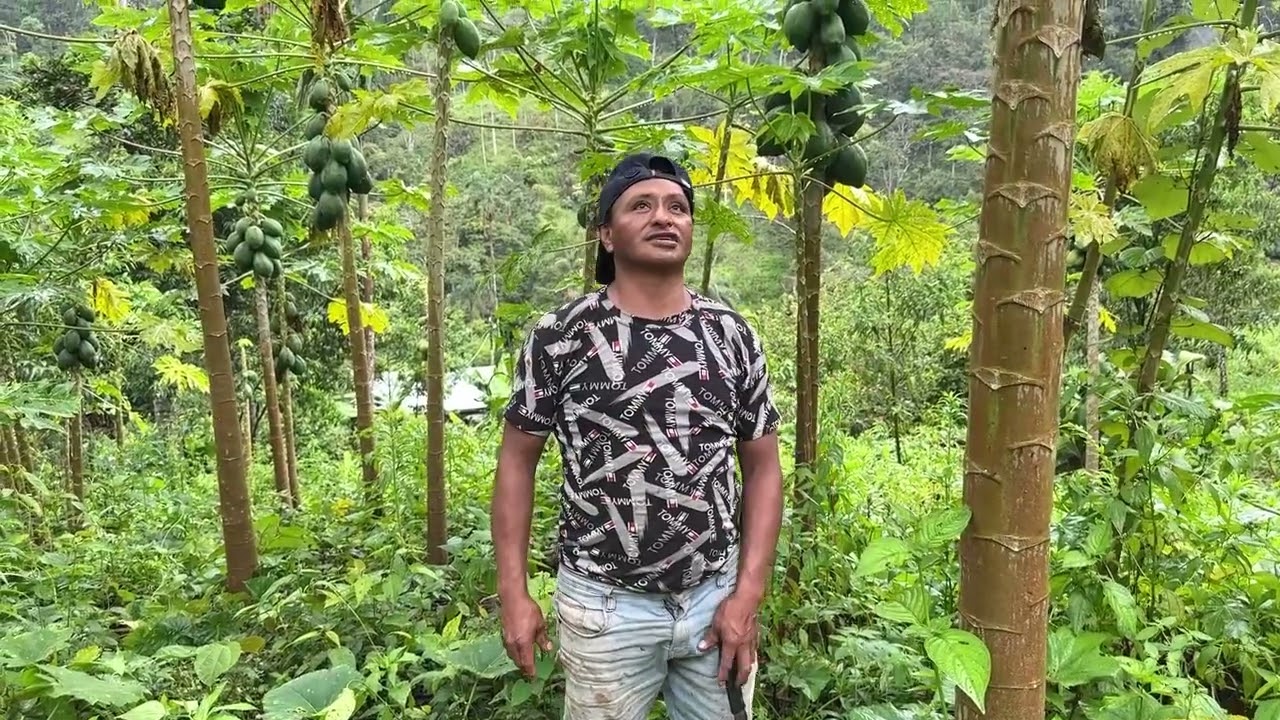 Muy pronto tendremos la cosecha de la paya al mercado