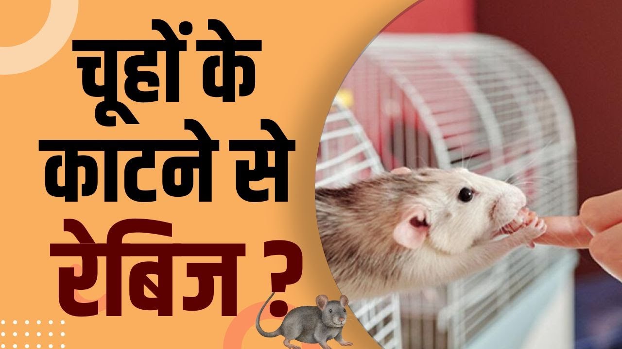 Rabies Rat Bite: चुहों के काटने से भी होता है रेबिज का खतरा? देखें ये वीडियो