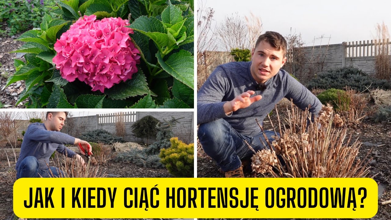 Co zrobić z hortensją ogrodową po zimie? Jak i kiedy ją przycinać?