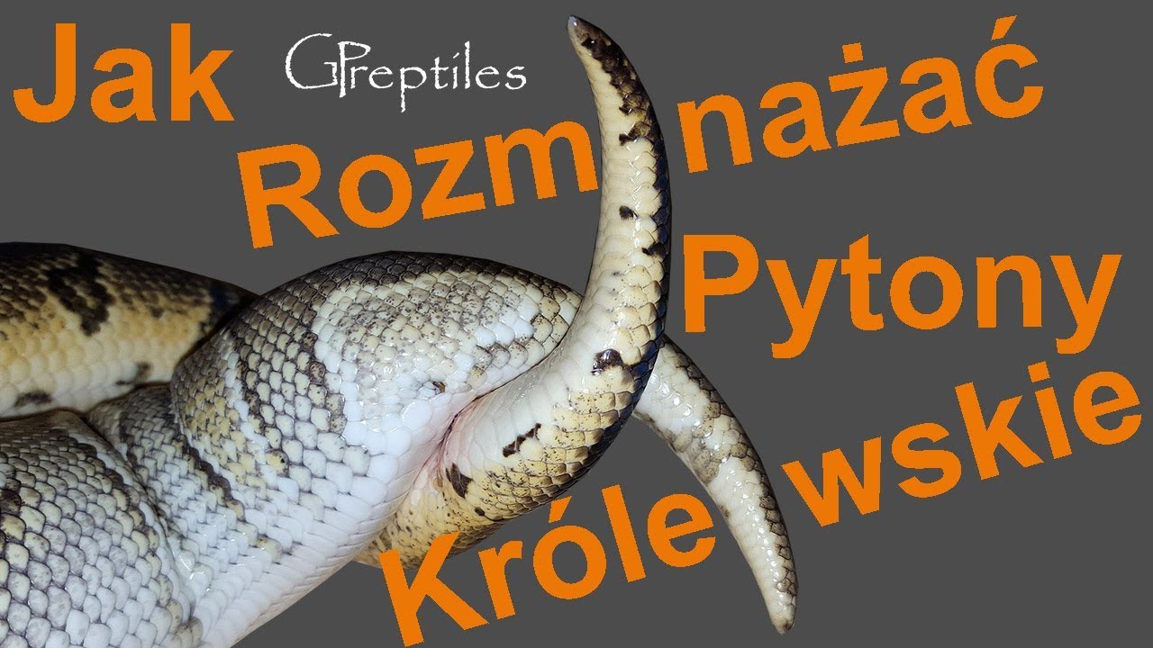 Jak rozmnażać Pytony Królewskie, czyli cały proces od łączeń po maluchy!