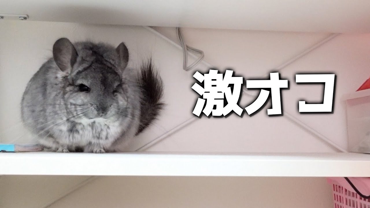 チンチラが絶対に家に帰りたくないようです・・