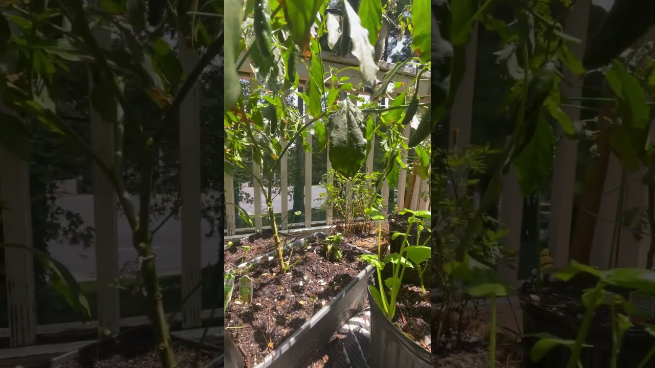 Welcome to my Pepper Forest #urbangardenpapi #hotpepper #pepper #plants #garden #fatplants