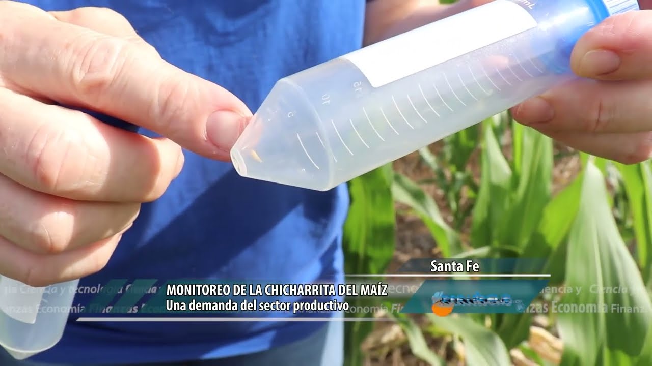 MONITOREO DE LA CHICHARRITA DEL MAÍZ