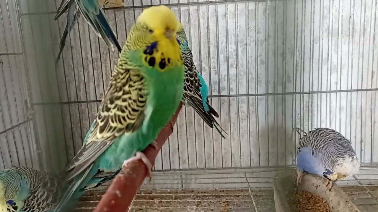 LLEGAMOS A REVISAR EL AVIARIO DE PERIQUITOS