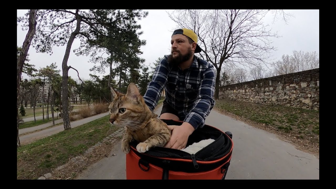 Cats bike adventure through Serbia 🇷🇸😻