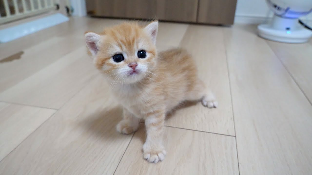 Cute kitten exploring its room for the first time, watched over by its mom and big brother...
