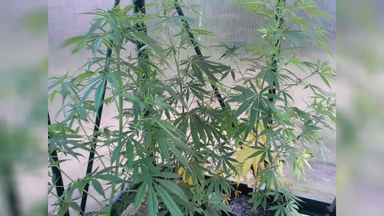 GC101   Rockstar's Cheese Seed To Harvest Outdoor Grow Tutorial AzXk0myqIhs