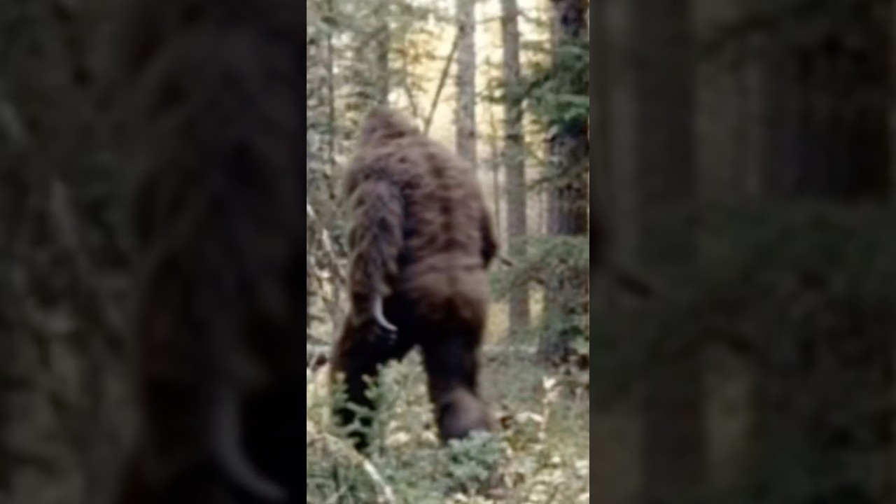 BIGFOOT Spotted in GEORGIA!? 