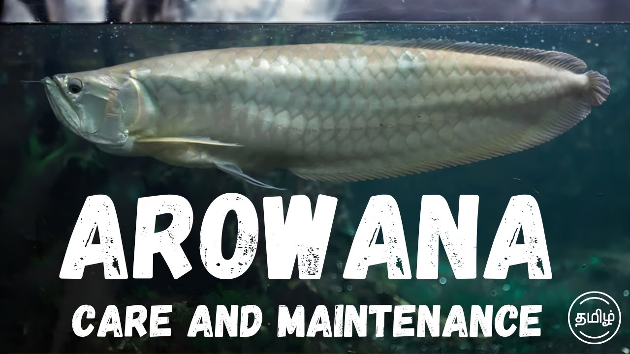 Arowana Fish: The Ultimate Care Guide for Beginners | in Tamil | Rubesh's Aquarium |