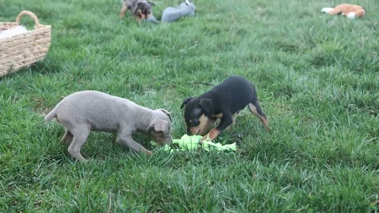 Spirited Little Mini Pinscher Puppies