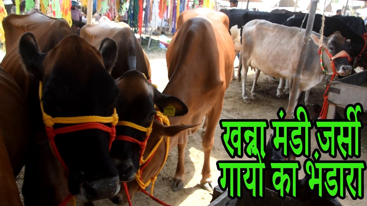 खन्ना मंडी जर्सी गायों का भंडारा I VISIT KHANNA MANDI EVERY MONTH DT 08,15,AND 28