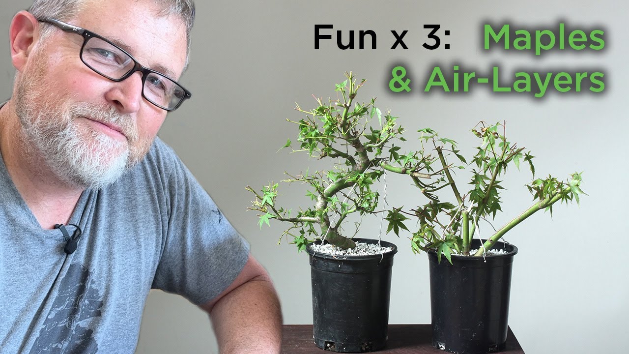 Bonsaify | Air Layering Success with Japanese Maple Bonsai!
