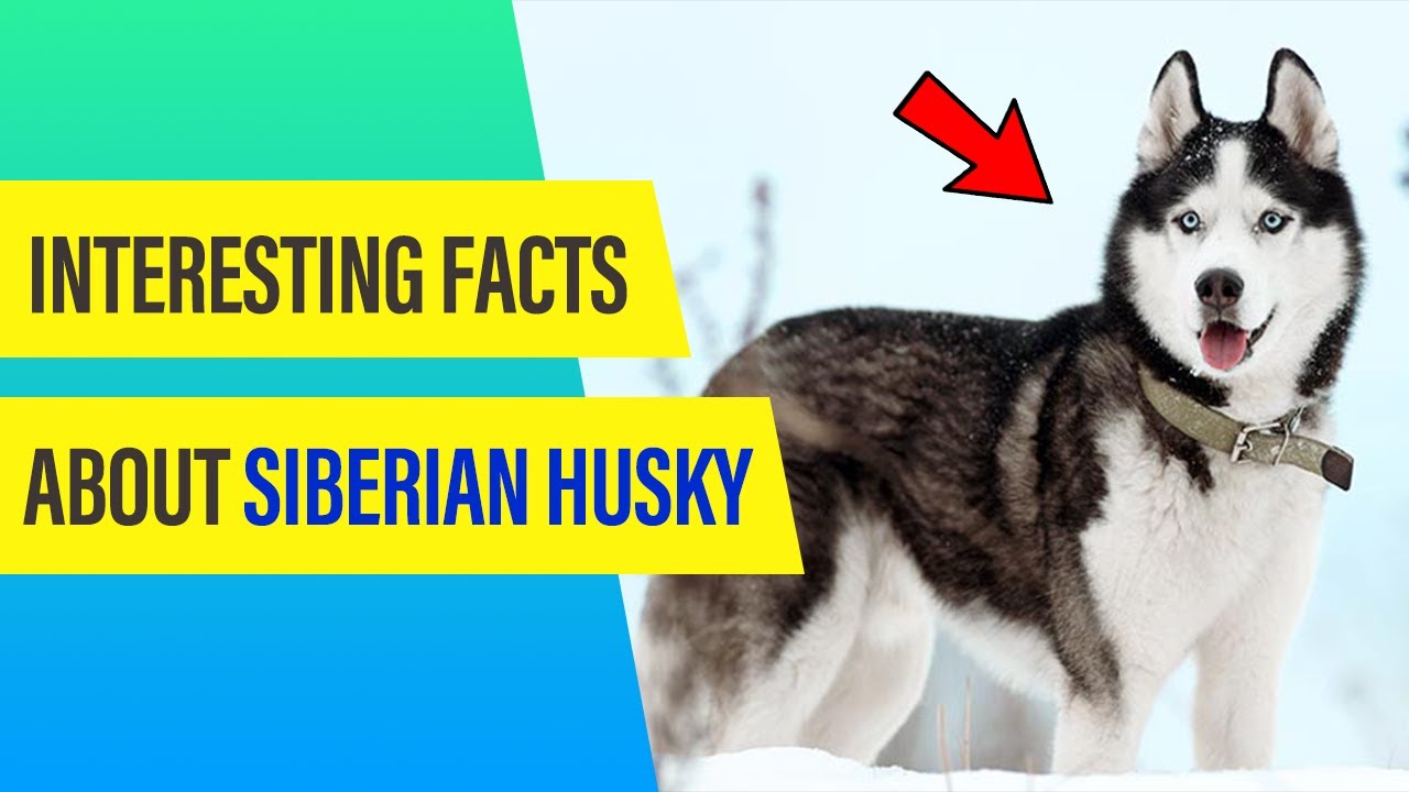 Siberian Husky Dog Breed : Rare & Popular