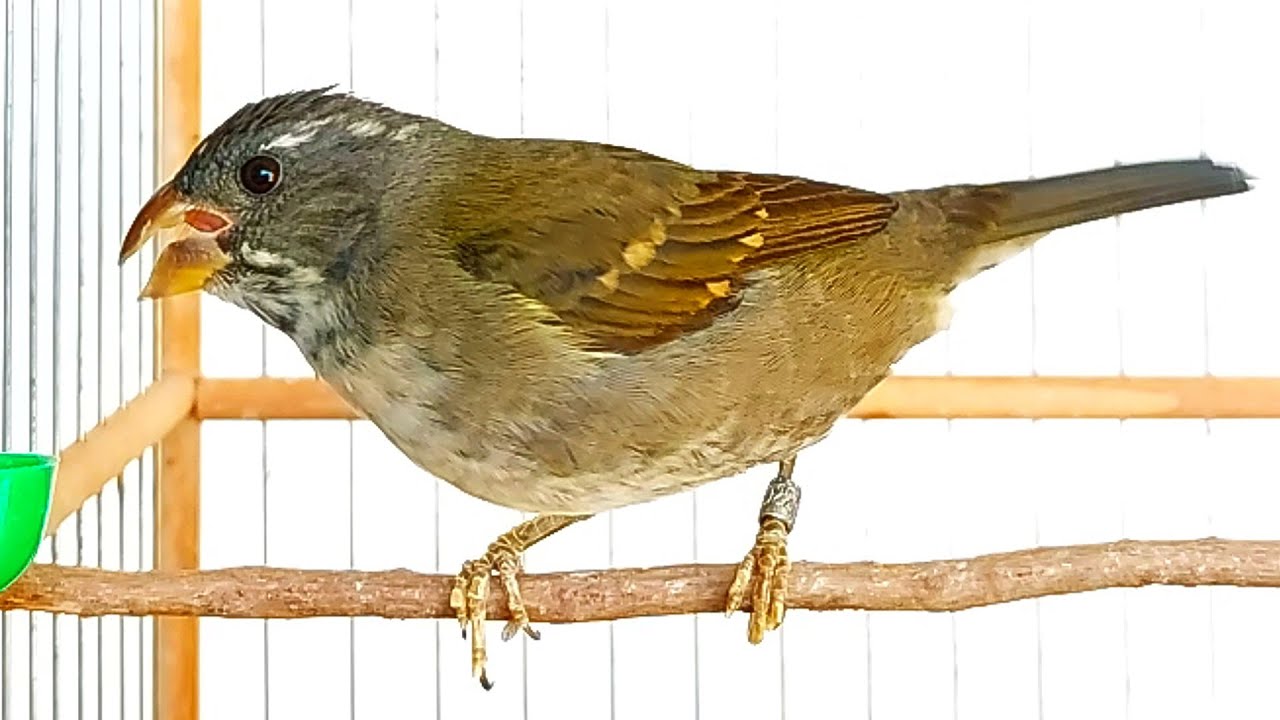 Pixoxó cantando e chamando bastante para foguar pássaros e estimular fêmeas !!