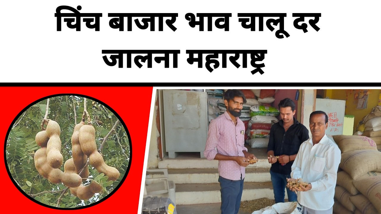 चिंच बाजार भाव चालू दर जालना महाराष्ट्र || jalna tamarind market price