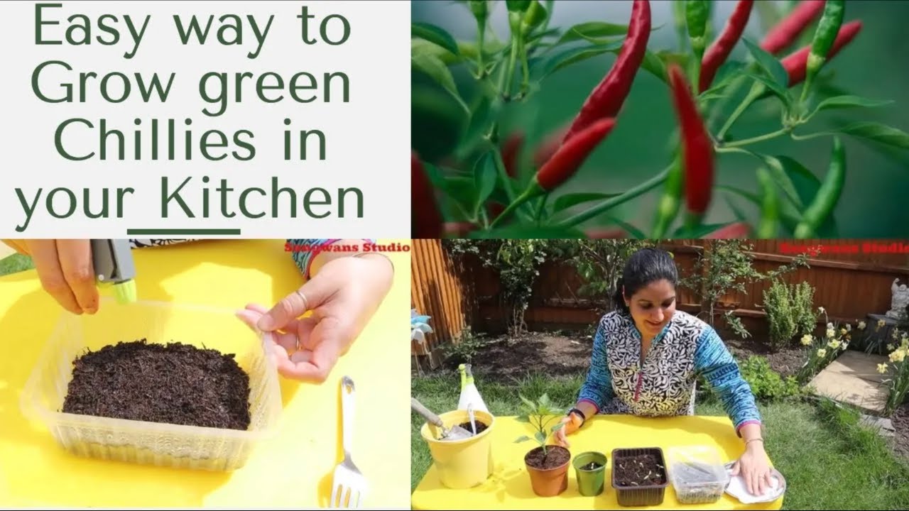 How to Grow Green Chillies in Kitchen Garden | Vegetable Garden in UK | Indians In UK