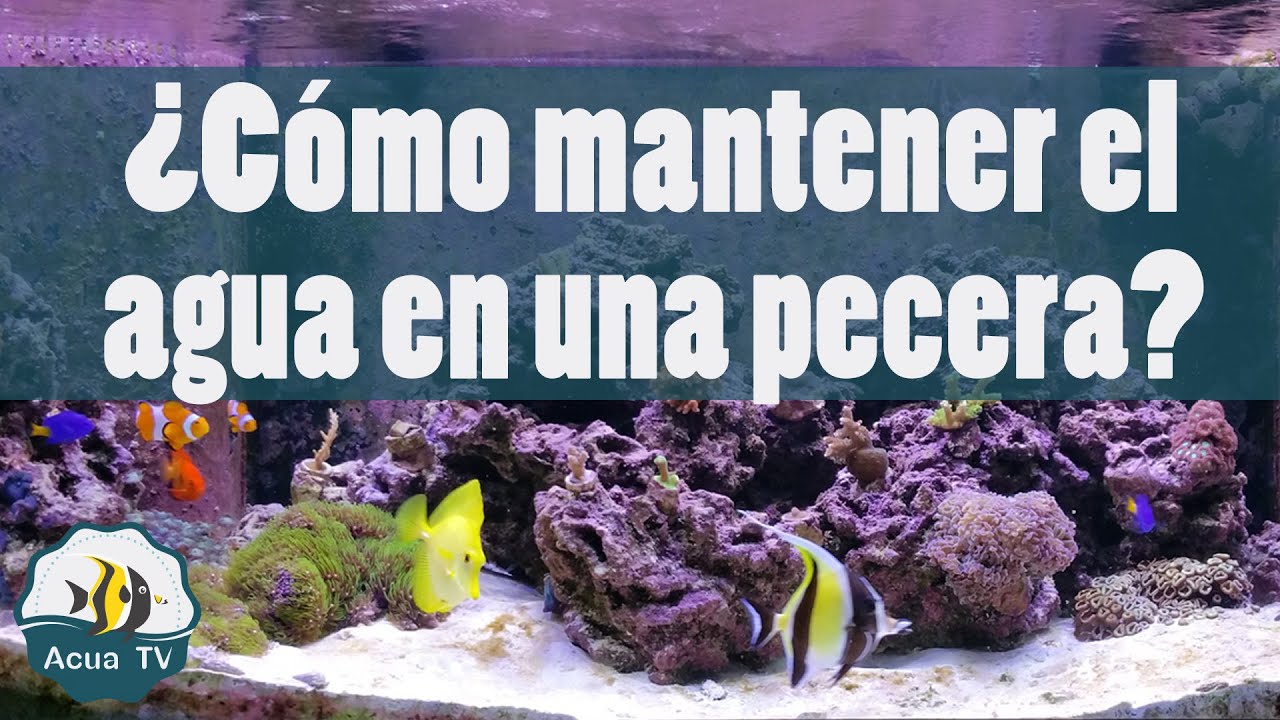 ¿Cómo mantener el nivel de agua en un acuario con sump?