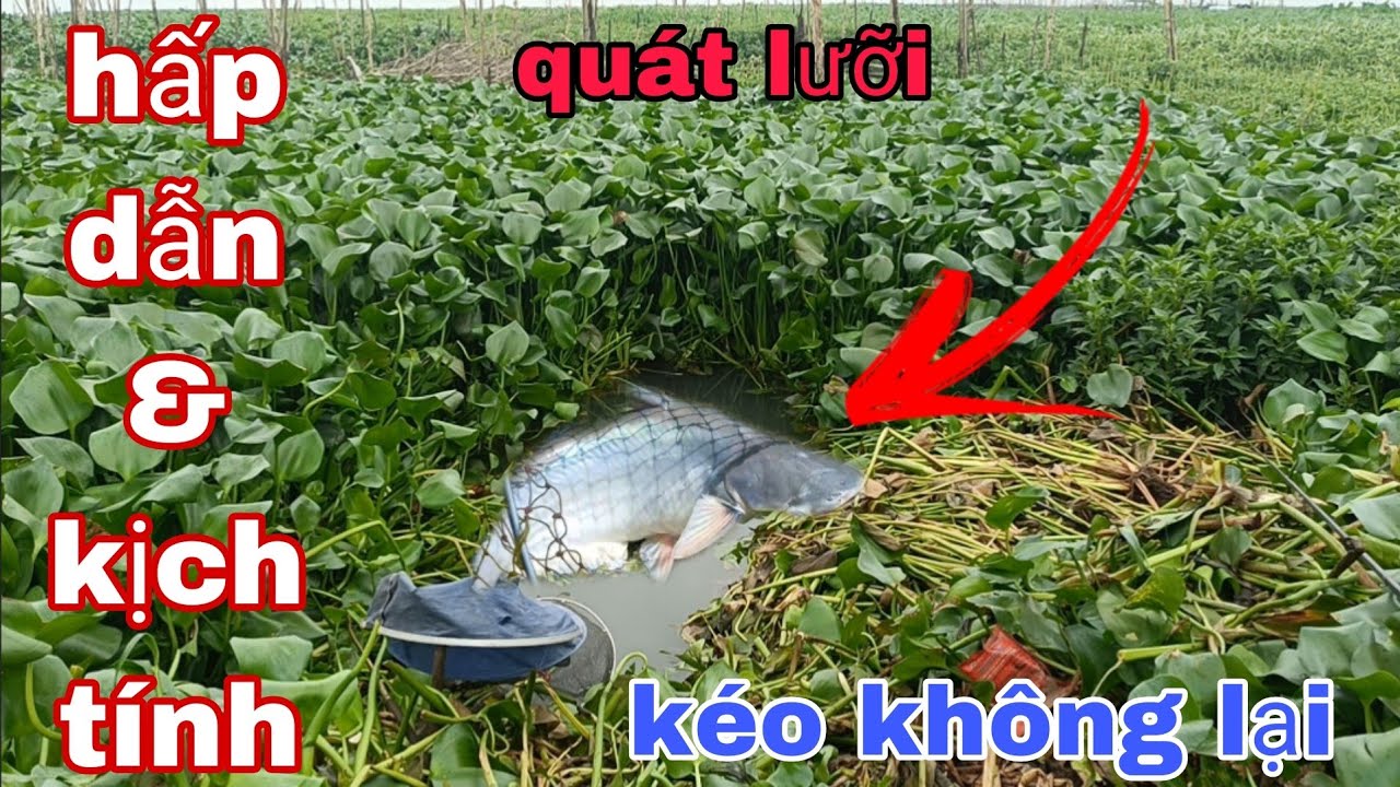 Câu cá sông! Tới công chuyện luôn rồi quát lưỡi luôn đụng độ hàng khủng cá to kéo không lại cái kết