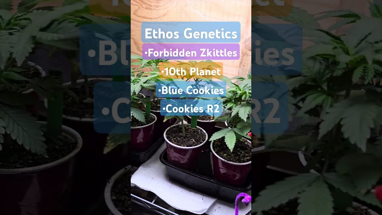 Ethos Genetics - Forbidden Zkittles, Blueberry Cookies, 10th Planet #ethos #cannabiseducation