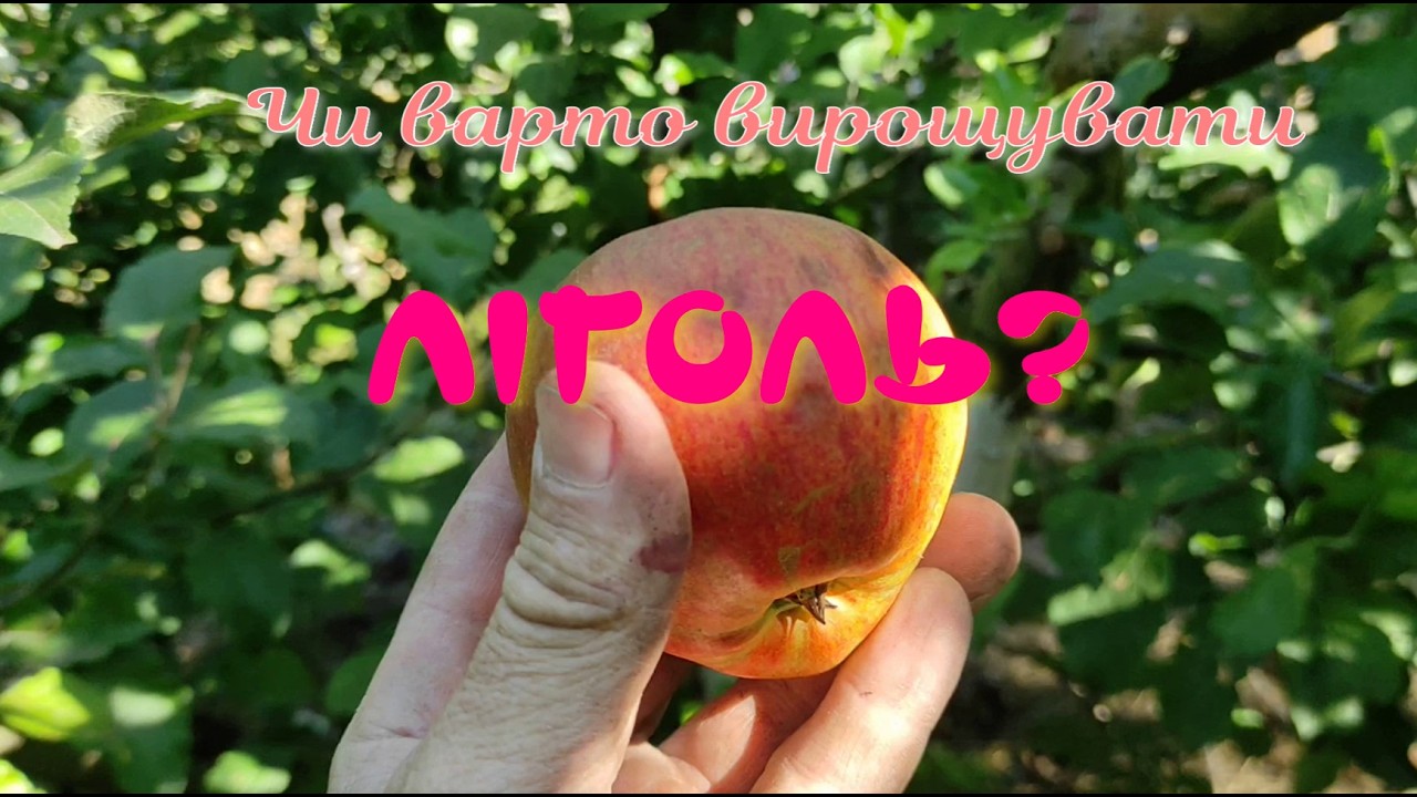 Чи варто вирощувати Ліголь?