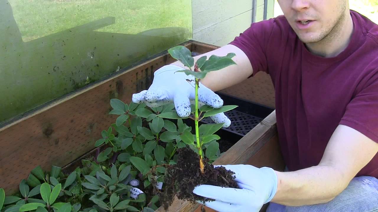 Potting up Rhododendrons at Kincaid's Nursery (Part 3)  Pulling Them Out of the Propagation Frame