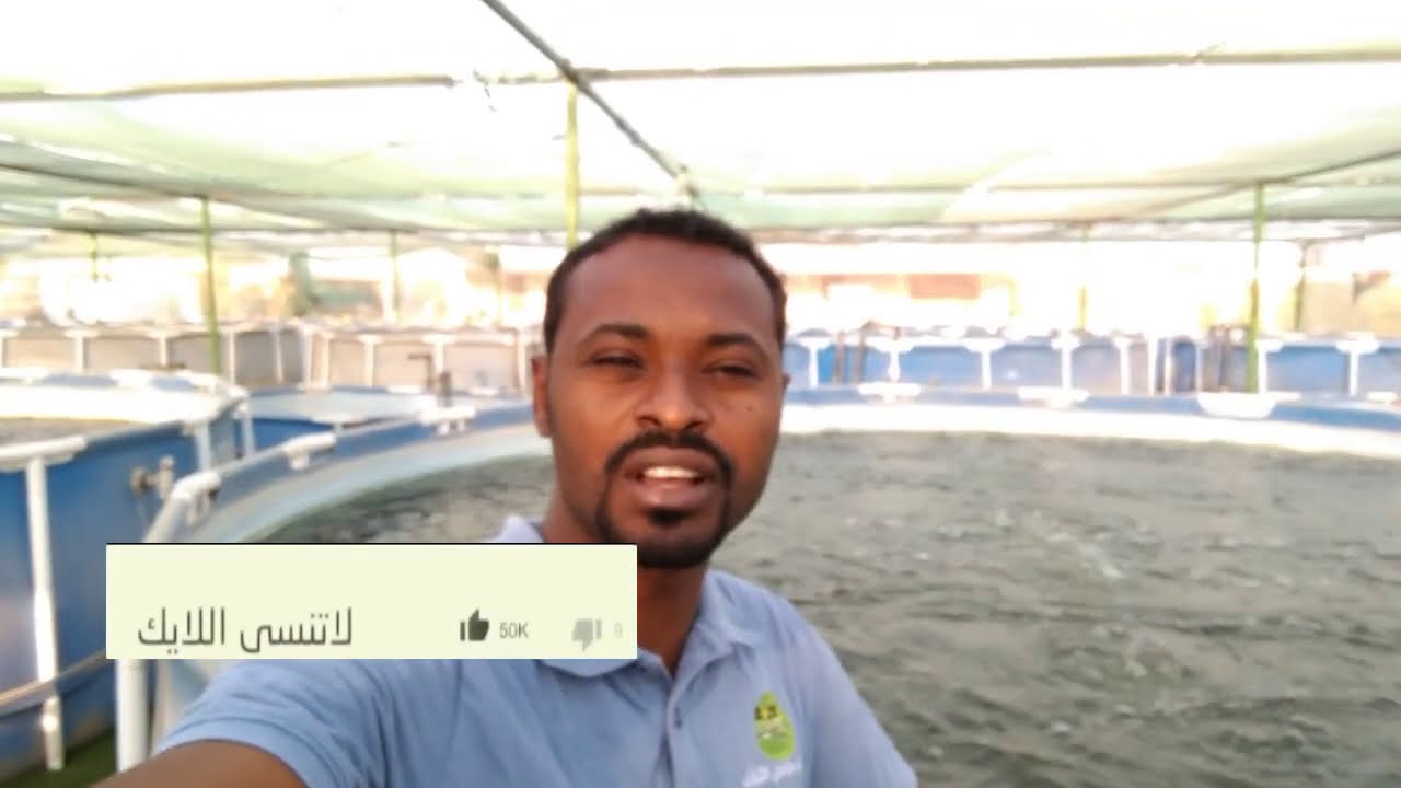 الروتين اليومي في مزرعة الأسماك | مزرعة اسماك البلطي | الأكسجين🐟🐟