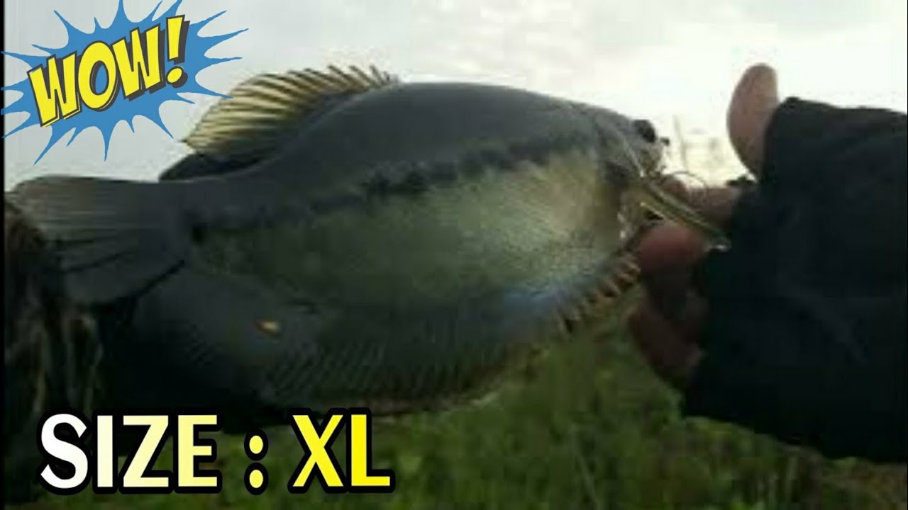 SANGAT LIAR ..Ternyata sebesar ini Ikan SEPAT SIAM di sini || Mancing LIAR || WILD Fishing Adventure