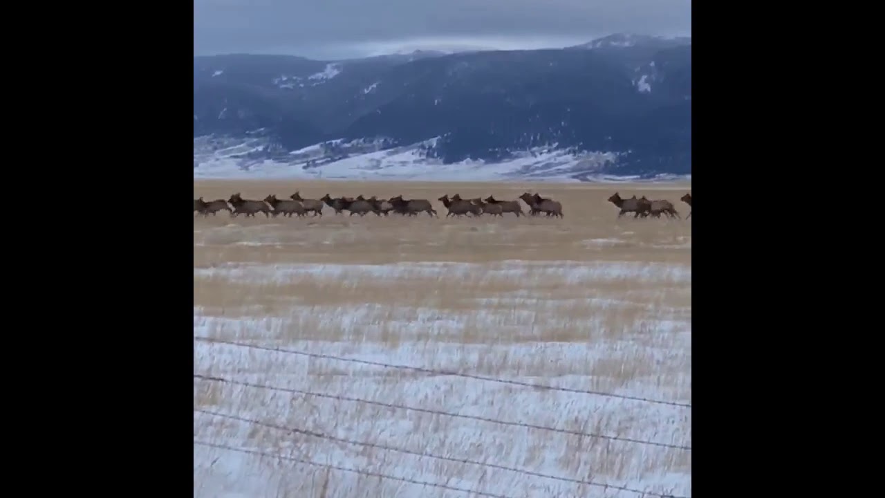 Massive Herd of Elk Crossing the Madison Valley in Montana near Ennis Montana.