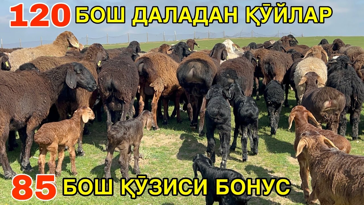 УЛГУРГАН ОЛАДИ. ☎️+998 95 222 12 48 ☎️+998 99 048 95 95