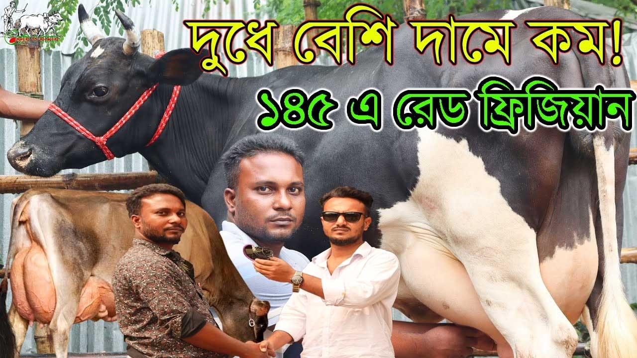 আজকের মত কমদামে গাভী সঞ্জয় দাদা আর কোনদিন দেখায় নি। দেড় লাখ-দুই লাখের ভিতরে সেরা সেরা গাভী।Krishi TV