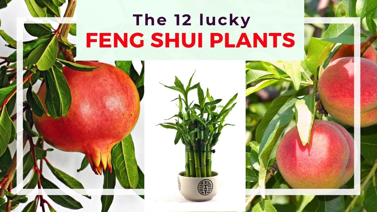 12 Lucky Feng Shui Plants and Meanings